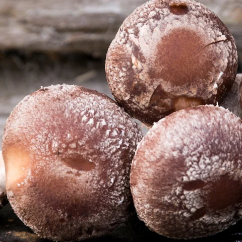 Shiitake Mushrooms (Lentinula Edodes) (2kg) - Image 4