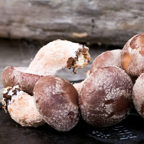 Shiitake Mushrooms (Lentinula Edodes) (2kg) - Image 3