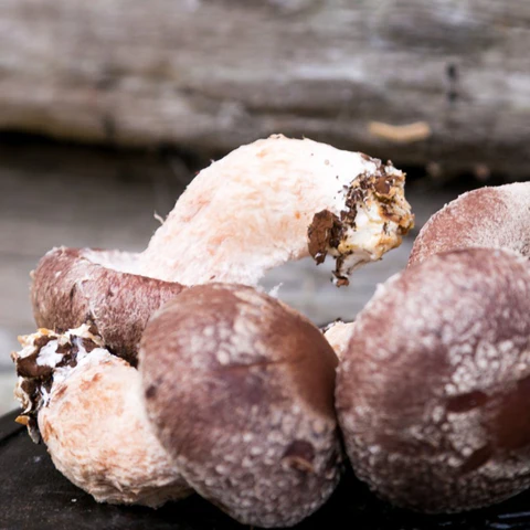 Shiitake Mushrooms (Lentinula Edodes) (2kg) - Image 2