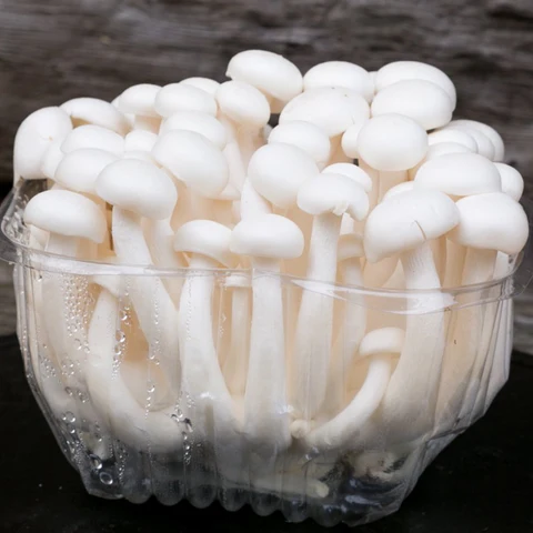 White Shimeji Mushrooms (Japanese Beech Mushroom/Hypsizygus tessellatus) (150g) - Image 3