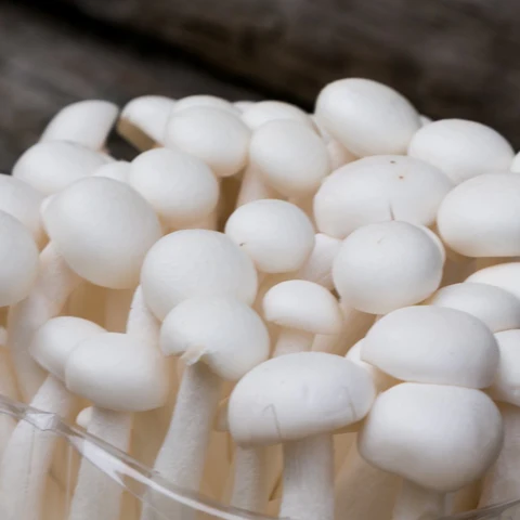 White Shimeji Mushrooms (Japanese Beech Mushroom/Hypsizygus tessellatus) (150g) - Image 2