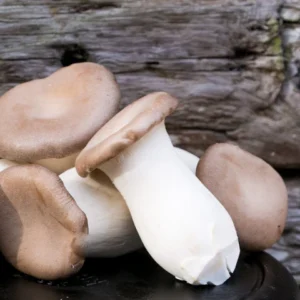 Eryngii Mushrooms (King Oyster) (2kg)