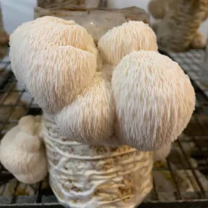 Lions Mane Mushrooms (UK Grown) (1kg)