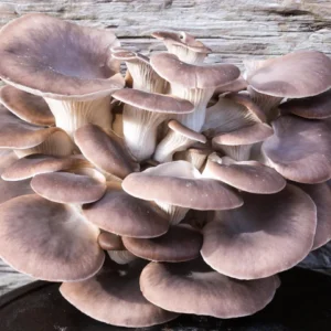 Oyster Mushrooms (2kg)