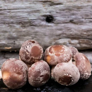 Shiitake Mushrooms (Lentinula Edodes) (2kg)