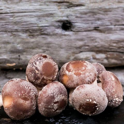 Shiitake Mushrooms (Lentinula Edodes) (2kg)