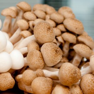 Brown Shimeji Mushrooms (Japanese Beech Mushroom/Hypsizygus tessellatus) (150g)
