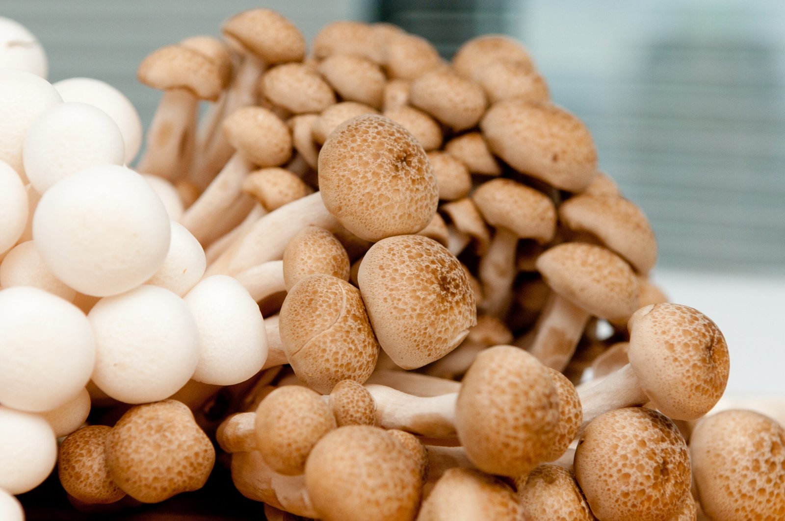 Brown Shimeji Mushrooms (Japanese Beech Mushroom/Hypsizygus tessellatus) (150g)